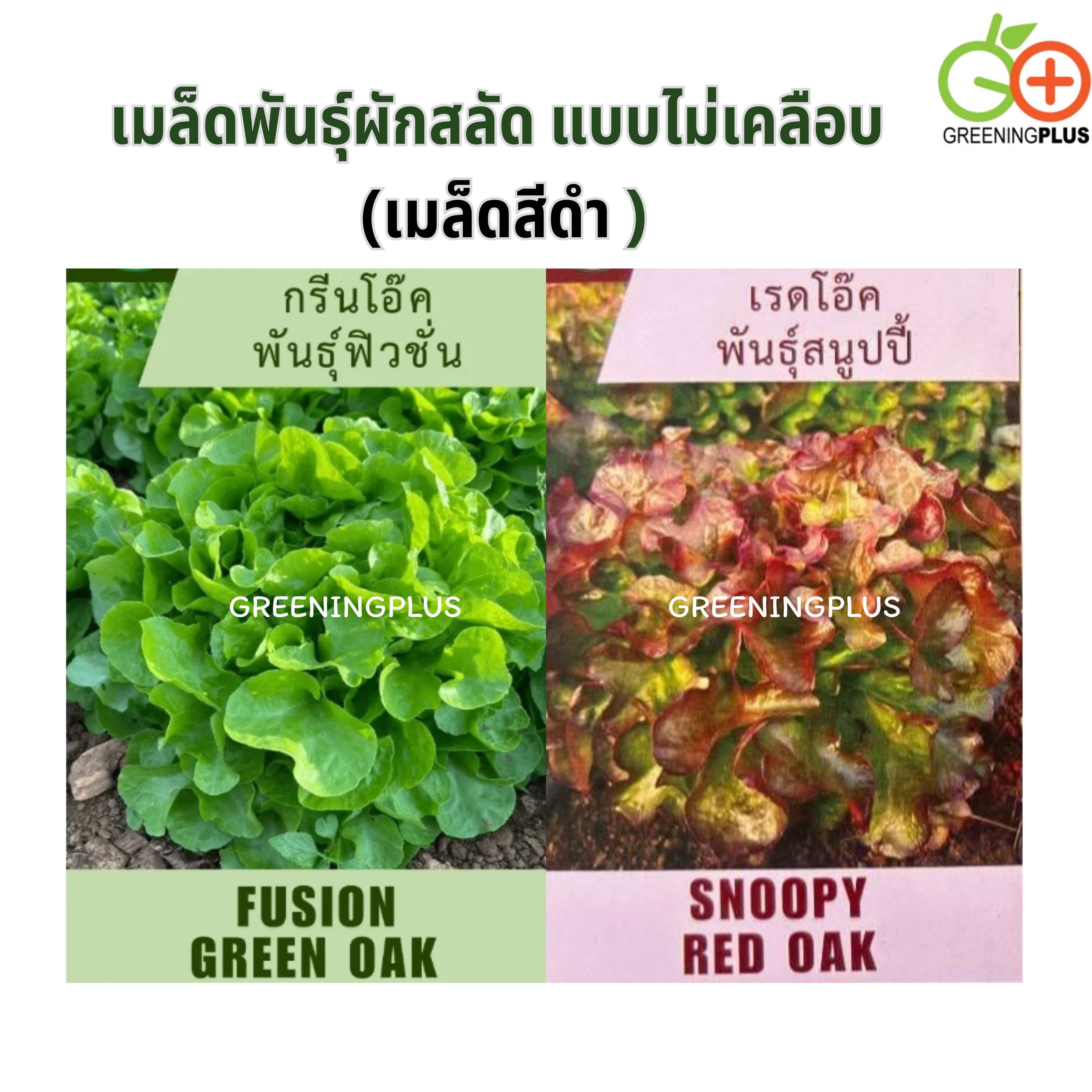เรดโอ๊ค พันธุ์สนูปปี้ (ลักกี้) 500 เมล็ด แบบไม่เคลือบ (เมล็ดสีดำ )