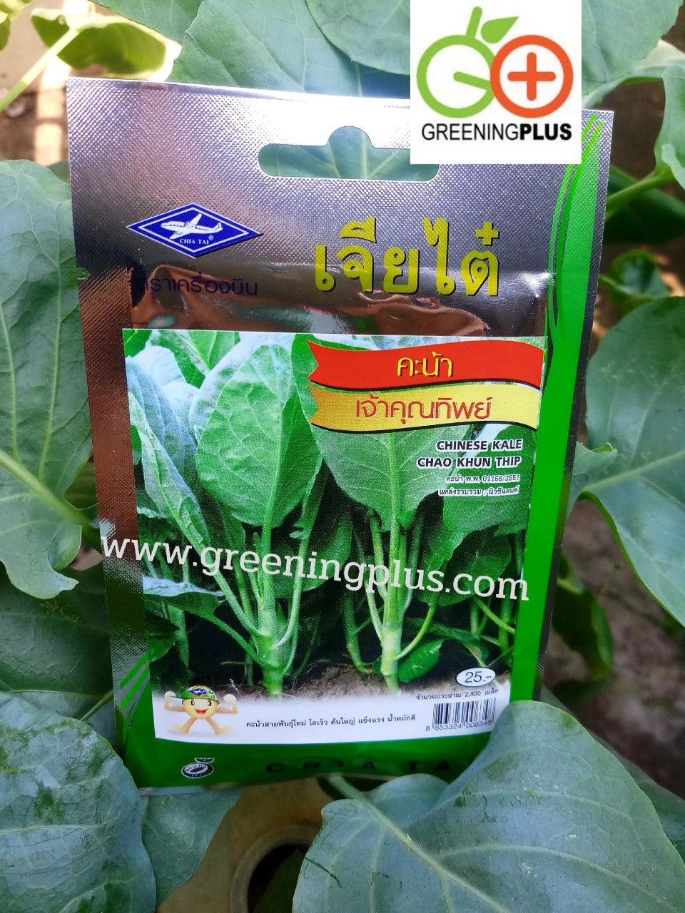 คะน้าเจ้าคุณทิพย์ (CHINESE KALE CHAO KHUN THIP) เจียไต๋