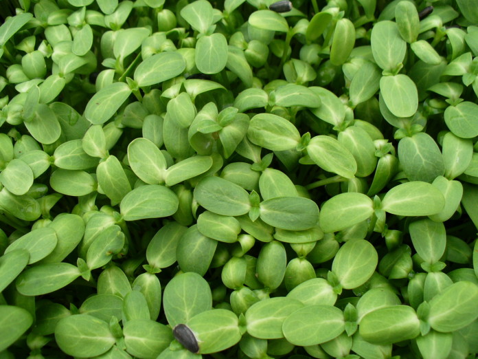 เมล็ดทานตะวันงอก Sunflower Seed 100 กรัม