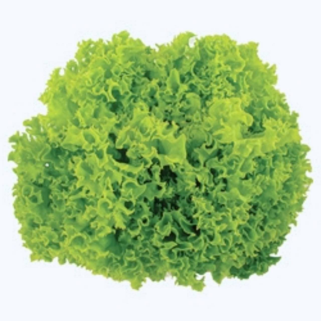 green coral 1000 pills(ไม่เคลือบ)