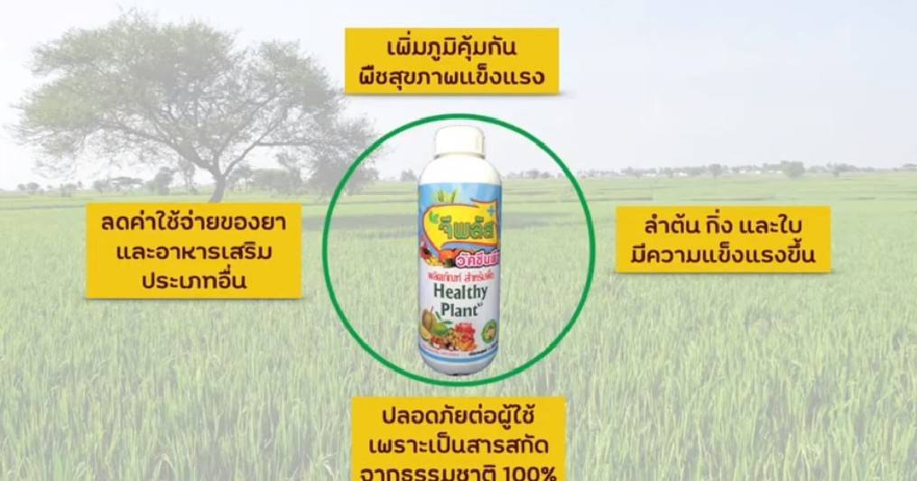 วัคซีนพืช-จีพลัส กระตุ้นภูมิสู้โรคลดตุ้นทุนเพิ่มผลผลิต ขนาด 100 ml.