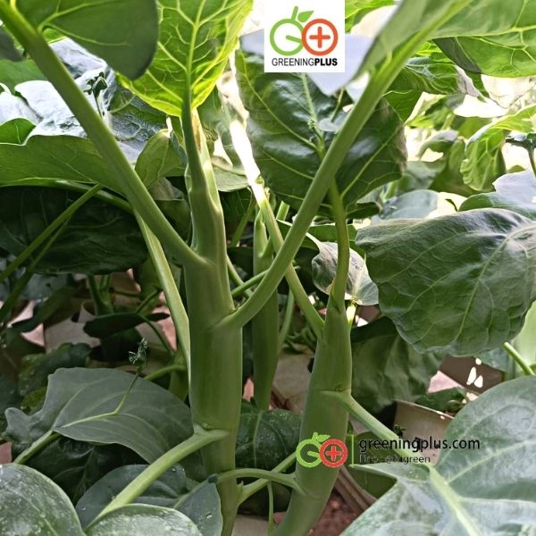 คะน้าเห็ดหอม 250 กรัม/ห่อ