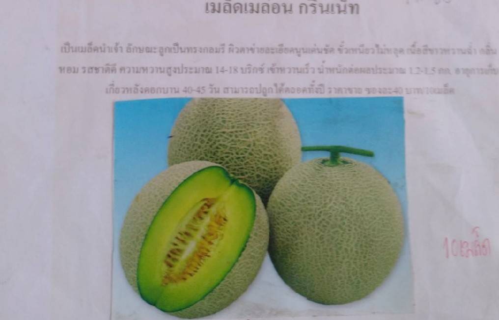 เมล่อน GREEN NET 10 เมล็ด