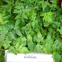 ผักชีล้อม 10 กรัม/ซอง