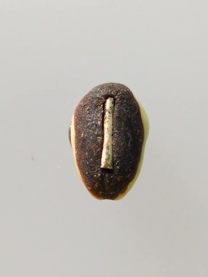 D181 เบี้ยแก้