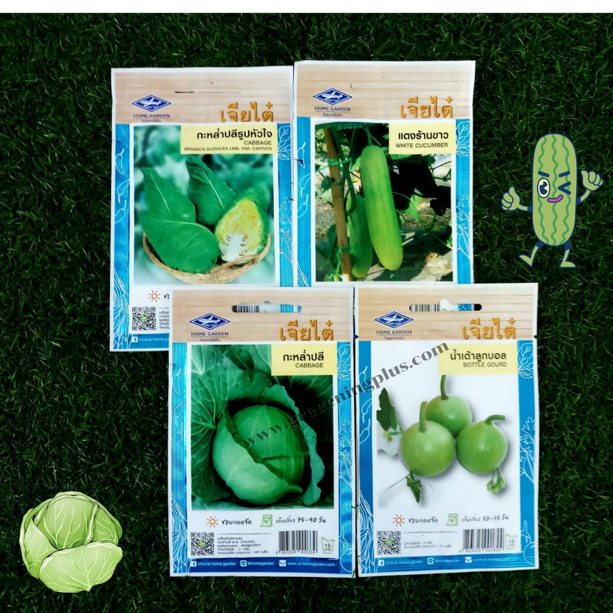 แตงร้านขาว WHITE CUCUMBER เจียไต๋