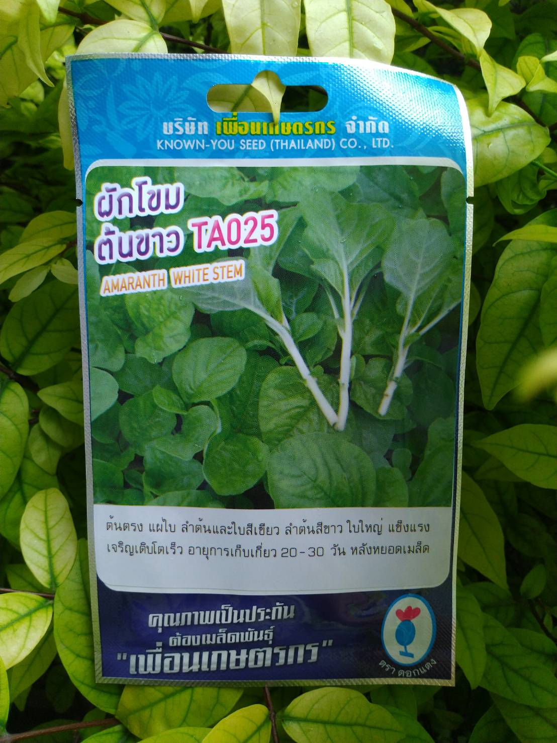 ผักโขมต้นขาว TA025 เพื่อนเกษตร