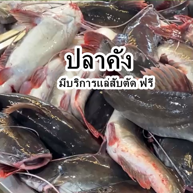 ปลาคัง