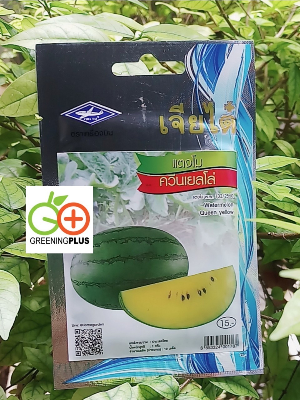 แตงโม ควีนเยลโล่ (Watermelon Queen yellow)เจียใต๋