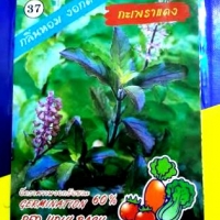 กะเพราแดง AAA