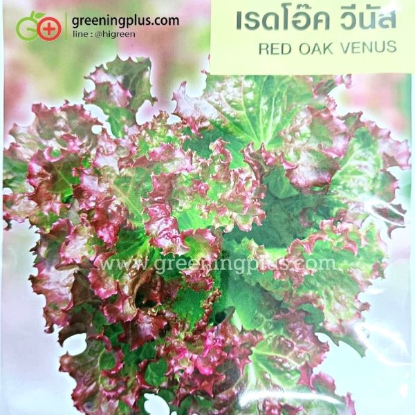 เรดโอ๊ค วีนัส (red oak venus) เจียไต๋
