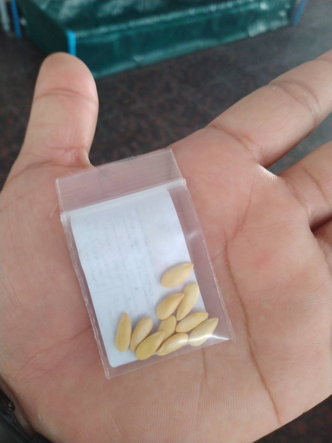 เมล่อน POT ORANGE 10 เมล็ด