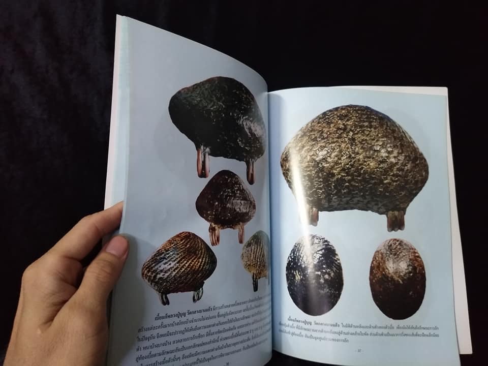 เบี้ยแก้ หมากทุย