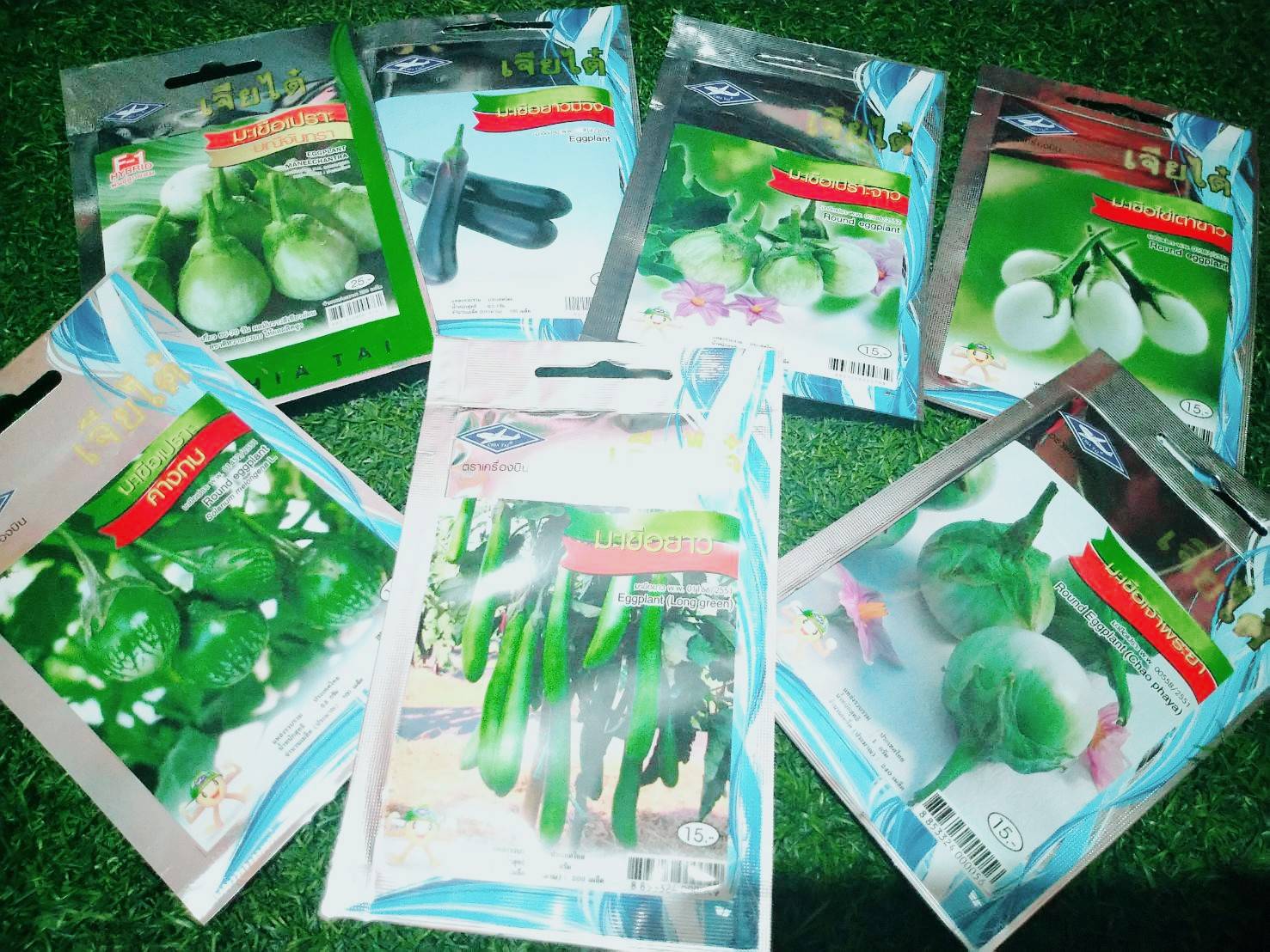 มะเขือไข่เต่าขาว Round eggplant เจียไต๋