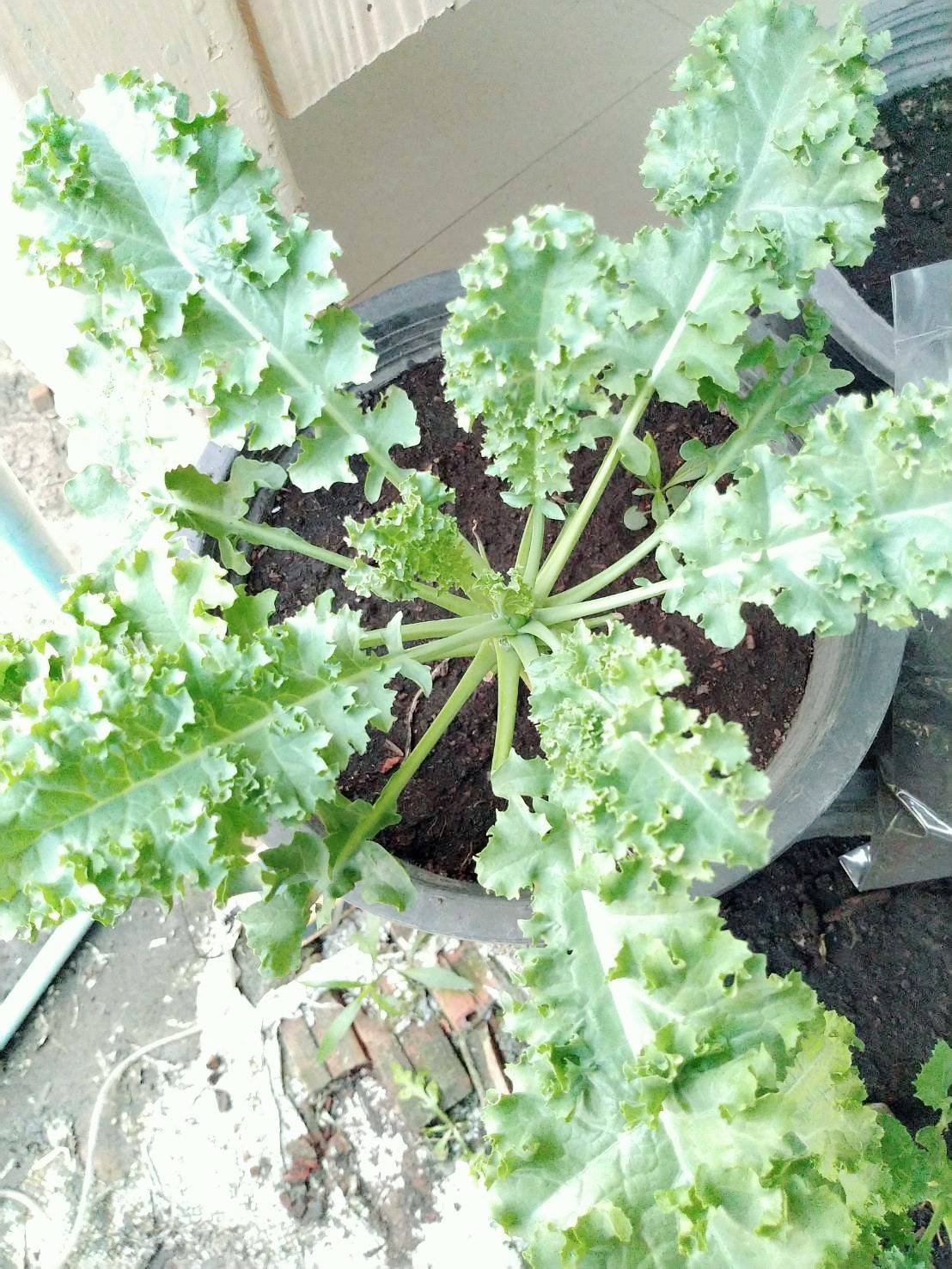 เชื้อราไตรโคเดอร์มาชนิดเม็ด(สำหรับฉีดพ่น) 100 กรัม