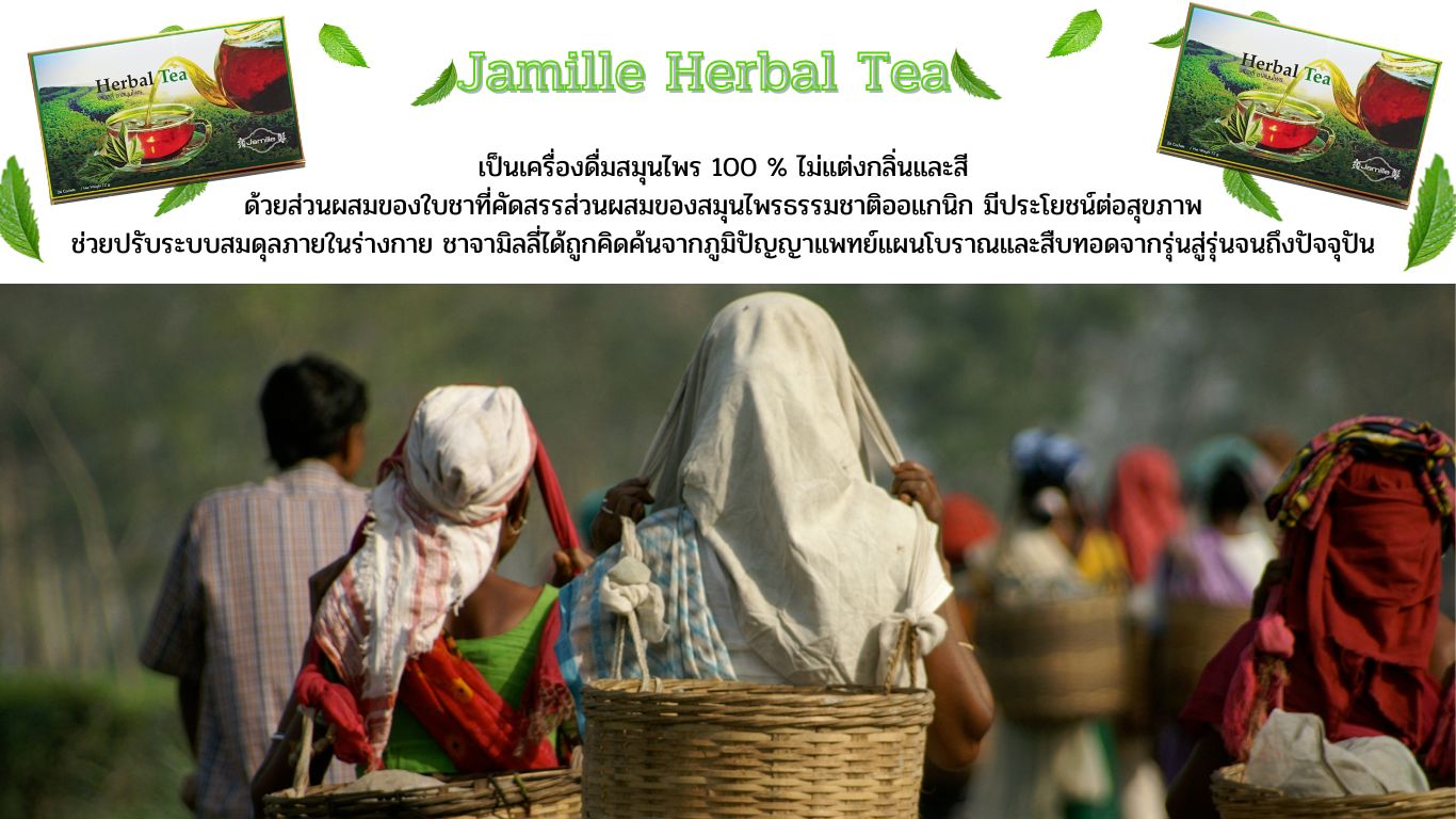 Jamille Herbal Tea, ชาสมุนไพร, Jamille จามิลลี่ชาสุขภาพ, ลดระดับคลอเลสเตอรอล, ลดอ้วน, ลดไขมันในเส้นเลือด, ความดันโลหิตสูง, โรคหัวใจ, ชะลอวัย, เป็นยาอายุวัฒนะ