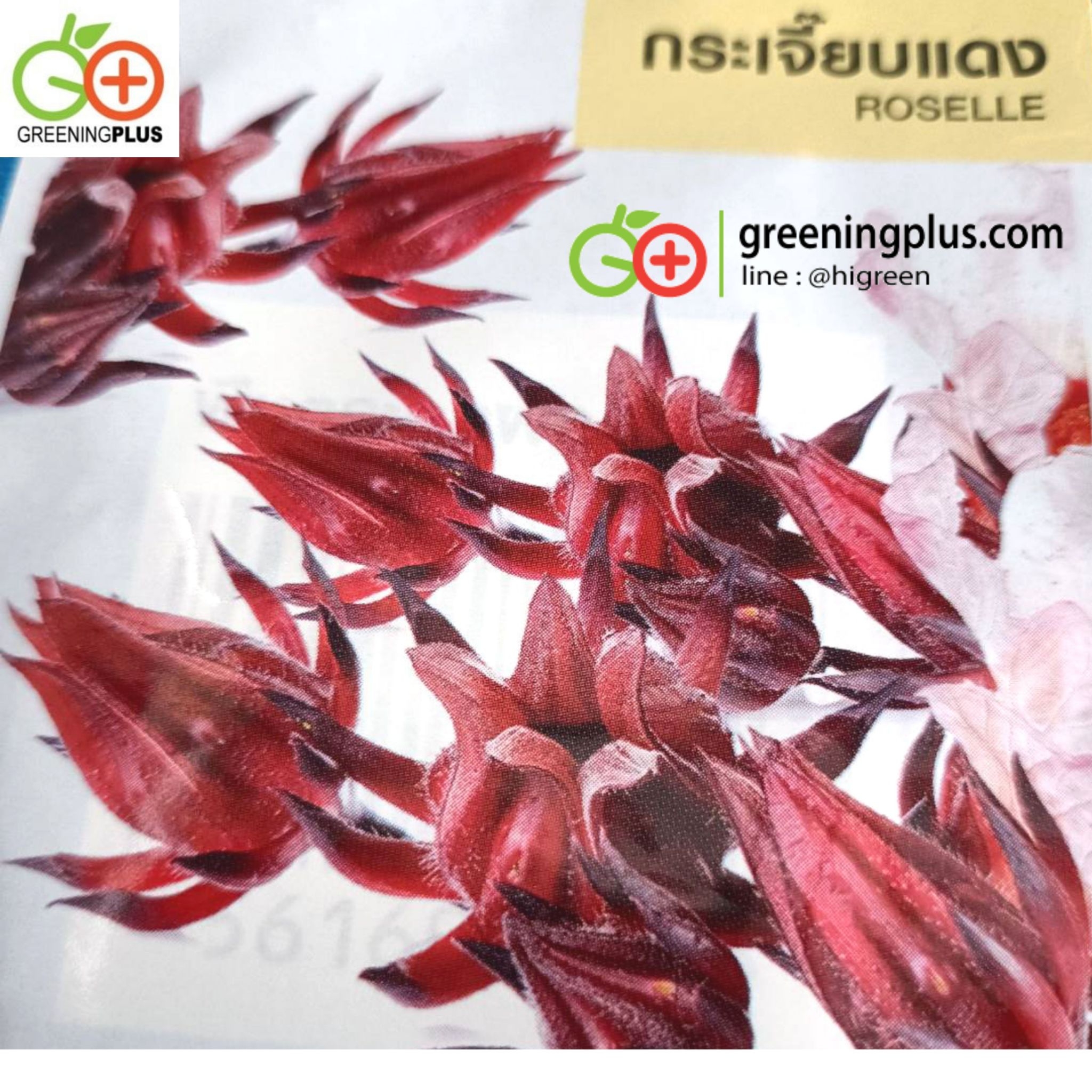 กระเจี๊ยบแดง ROSELLE (เจียไต๋)