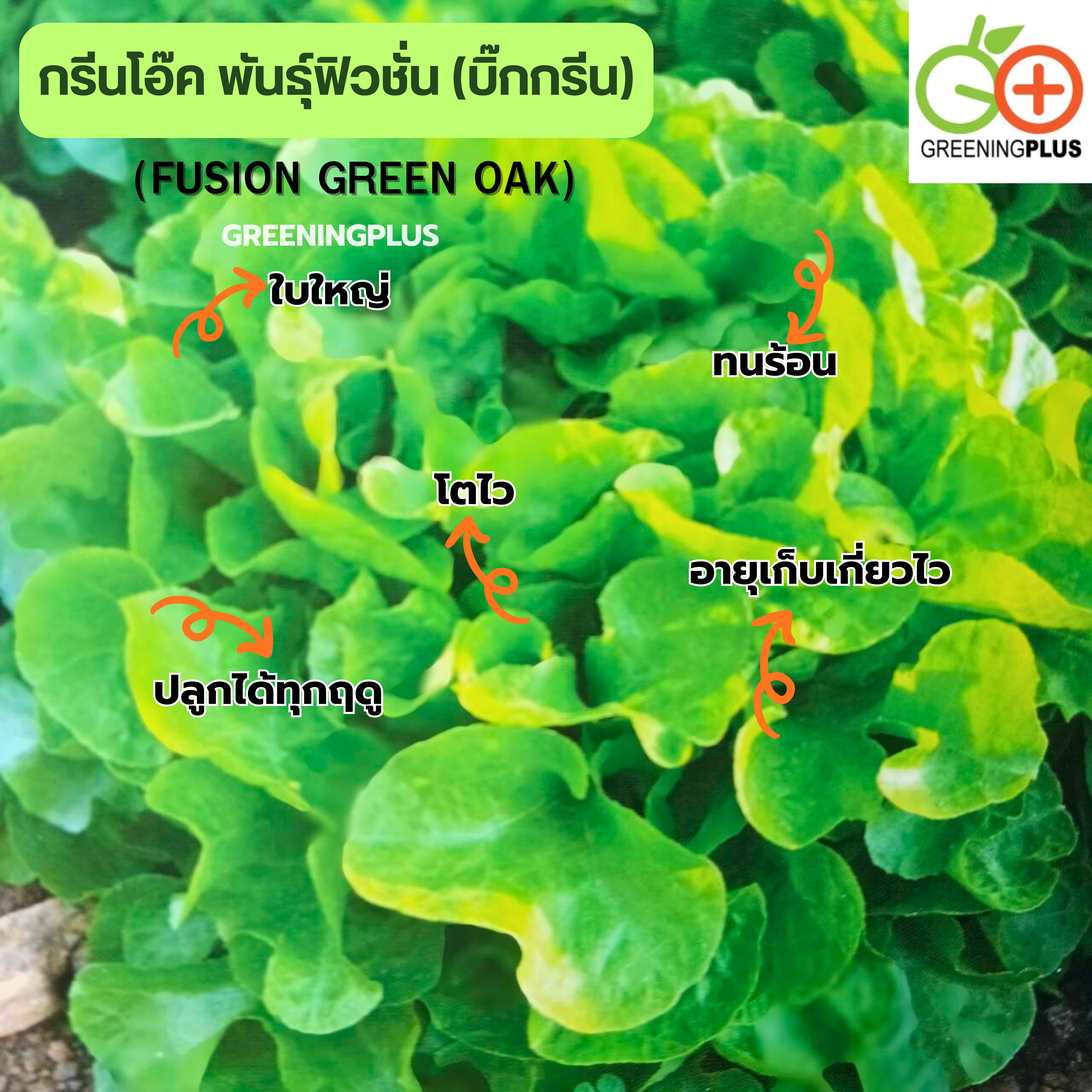 กรีนโอ๊ค พันธุ์ฟิวชั่น (บิ๊กกรีน) 500 เมล็ด แบบไม่เคลือบ ,เมล็ดสีดำ