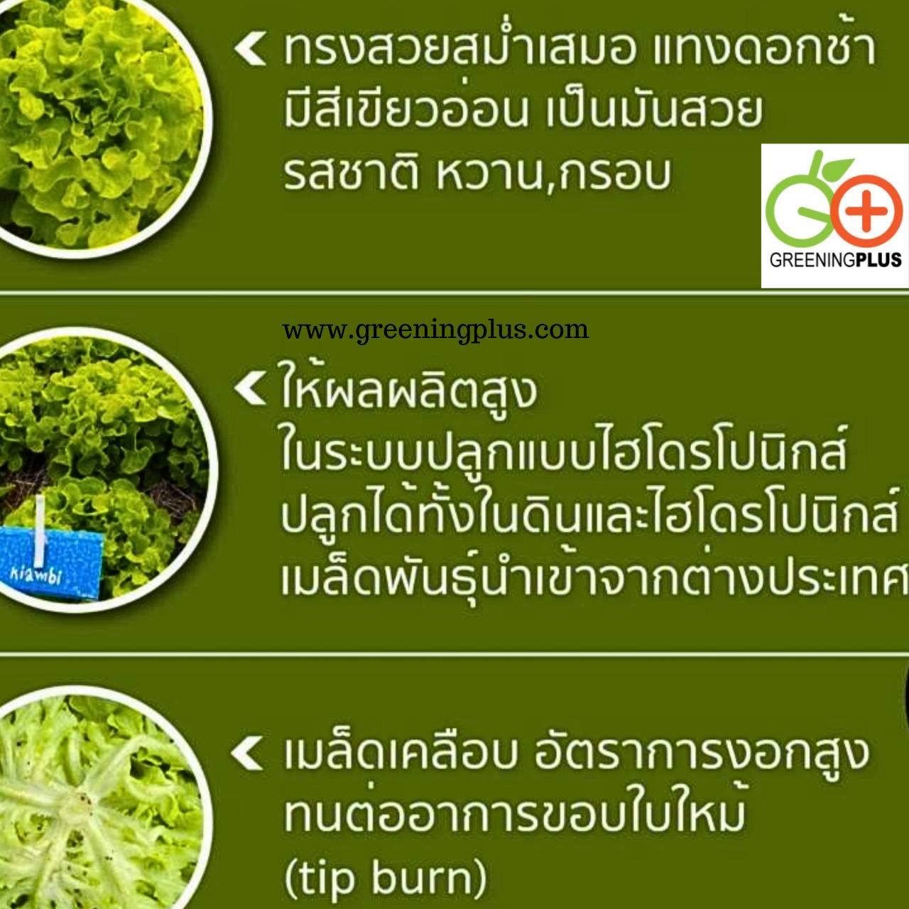 green oakleaf (KIAMBI) Dutch 100 pills(เคลือบ)