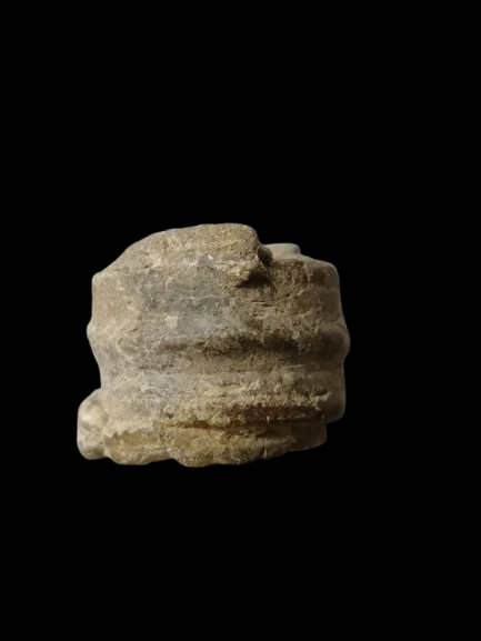 H431 ฟอสซิล ไม่ทราบชนิด