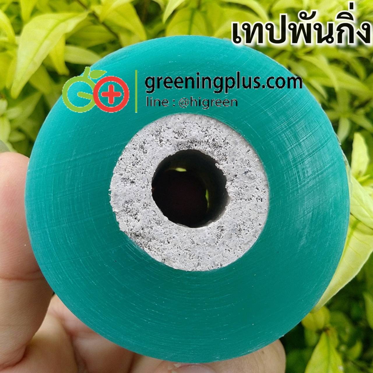 เทปพันกิ่งแบบใส (จำนวน 2 ม้วน)