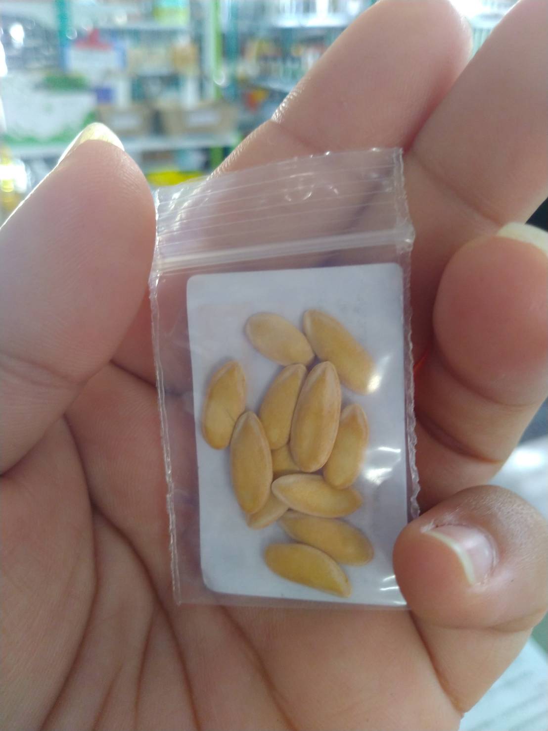 เมล่อน GOLDEN LADY 10 เมล็ด