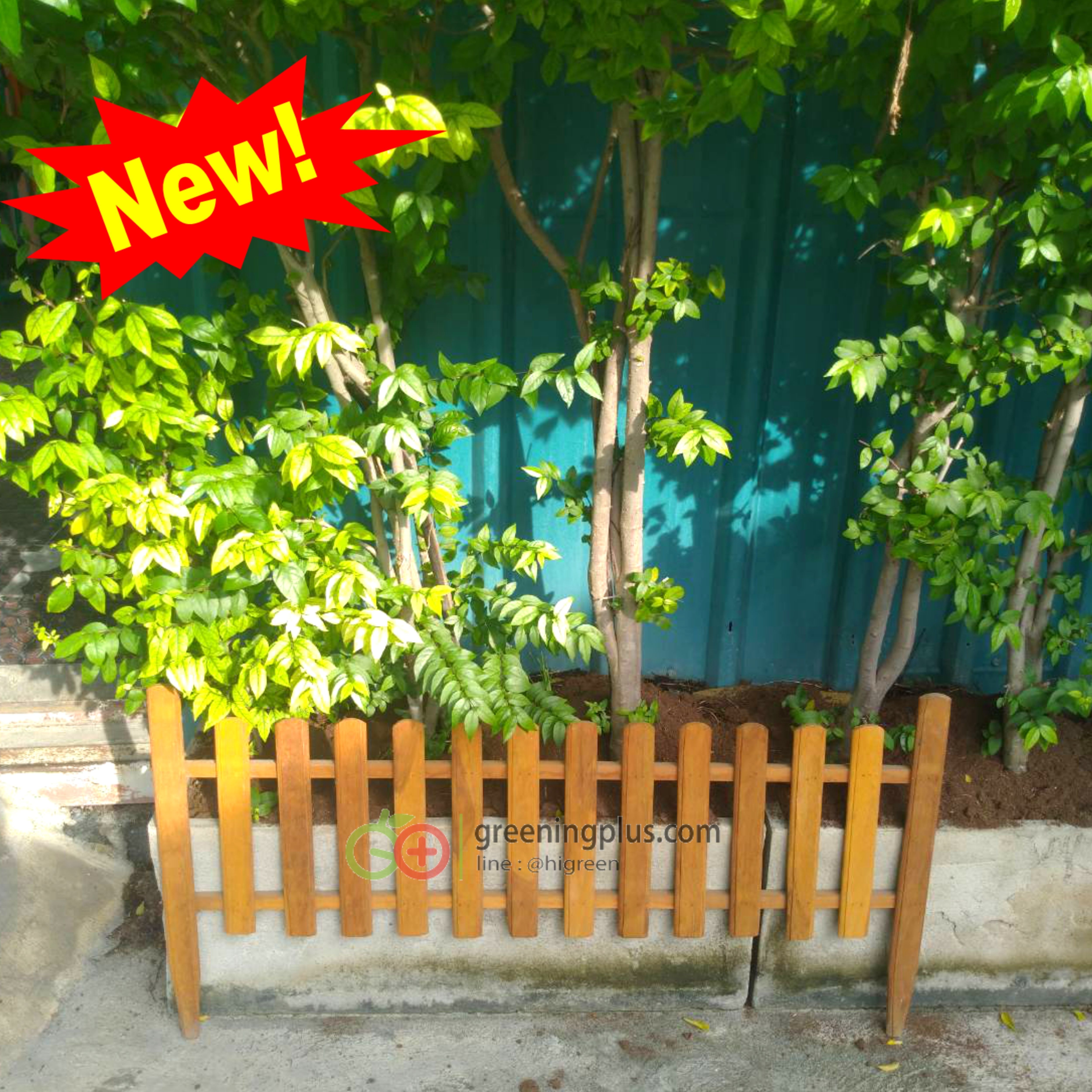 ไม้รั้ว ไม้ตกแต่งสวน