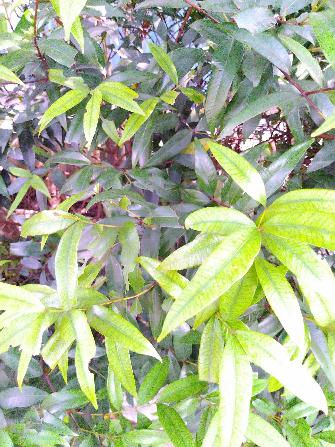 ปุ๋ยหมักมูลไส้เดือน ขนาด 2 กก./ ถุง