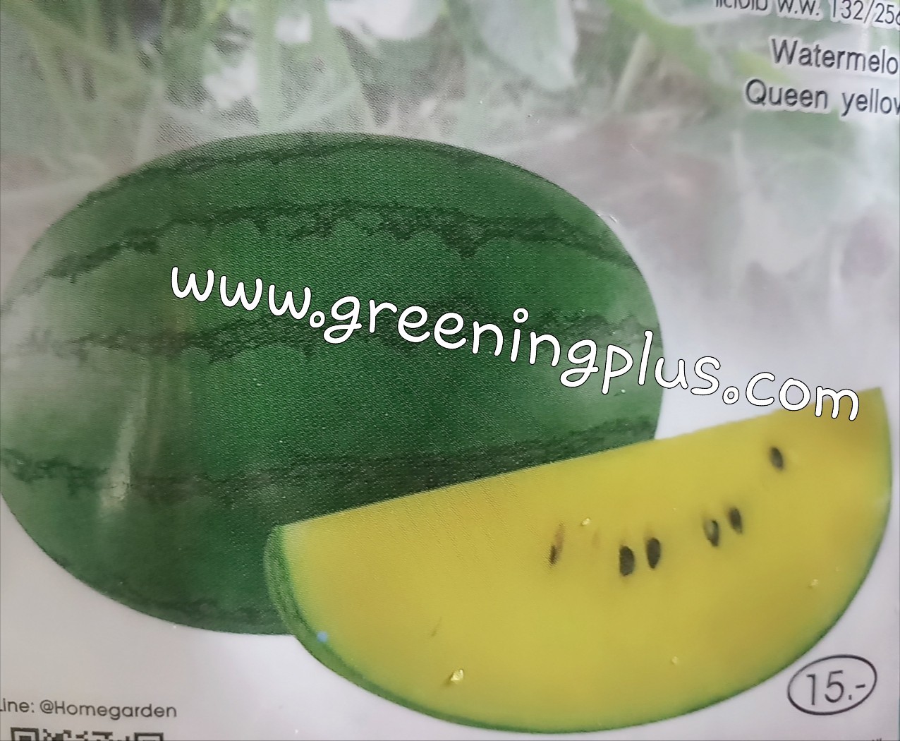 แตงโม ควีนเยลโล่ (Watermelon Queen yellow)เจียใต๋