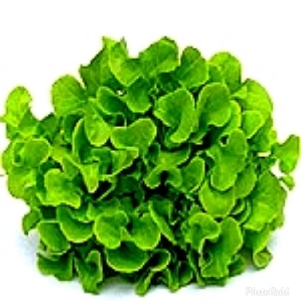 ชุดเมล็ดสลัด 9 ชนิด / แพ็ค