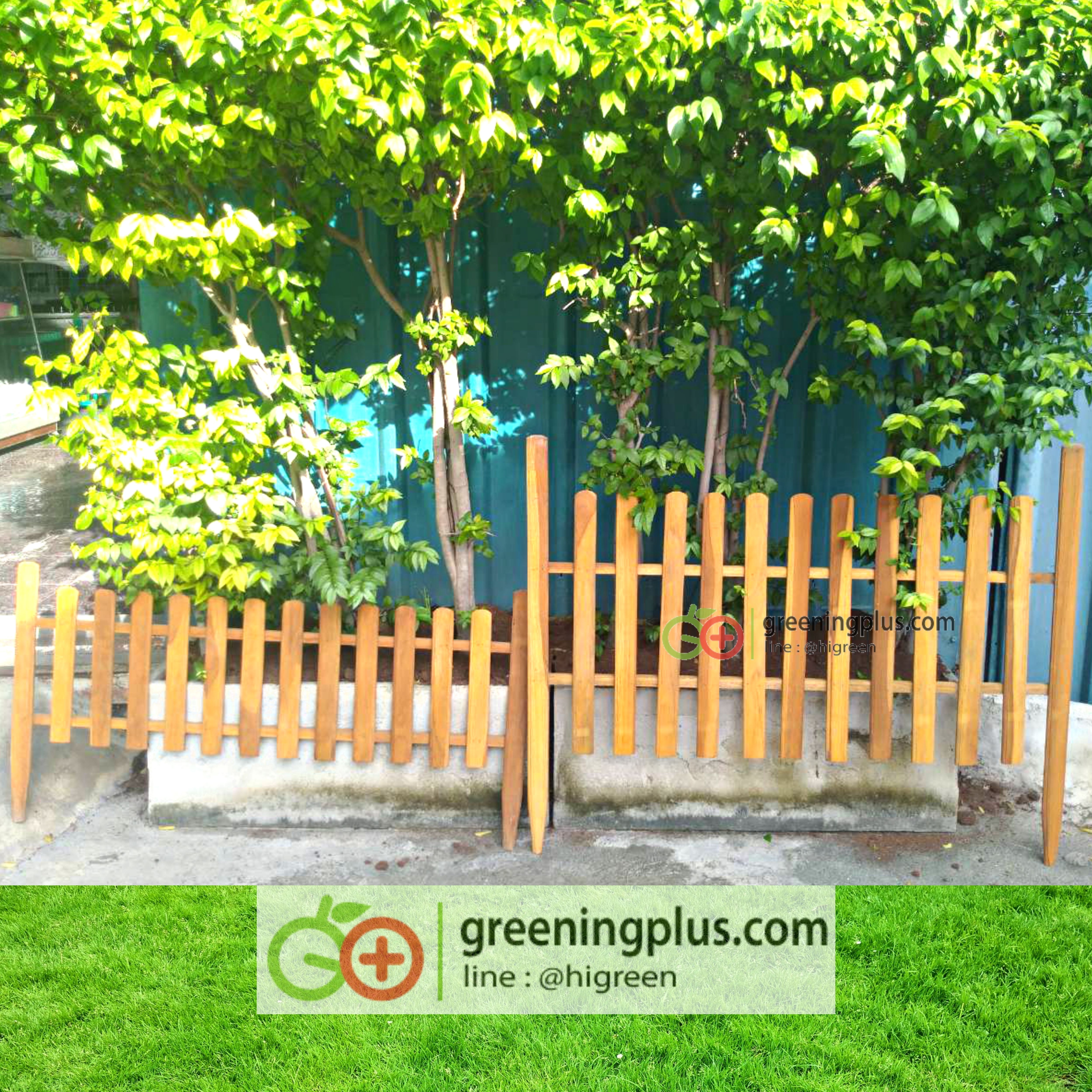 ไม้รั้ว ไม้ตกแต่งสวน
