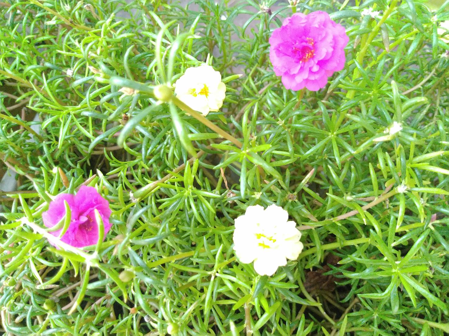 ปุ๋ยอินทรีย์แบบผง (สีแดง) ขนาด 1 กก." ขวัญกสิกร "บำรุงดอกผล"