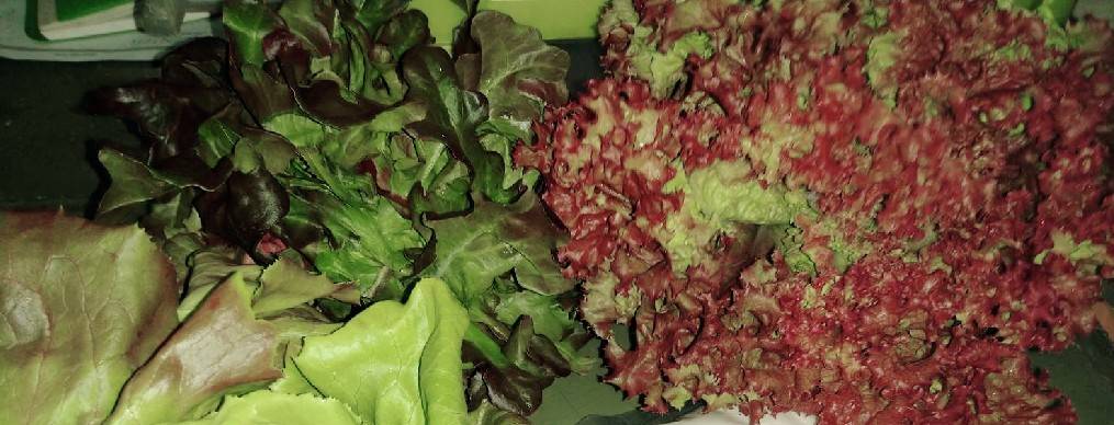 red coral 1000 pills(ไม่เคลือบ)