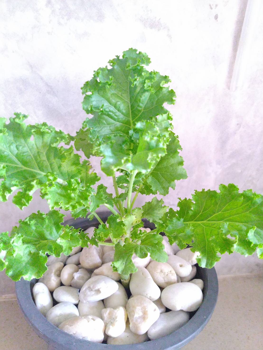 KALE เคลใบหยิก 1000ม./ซอง