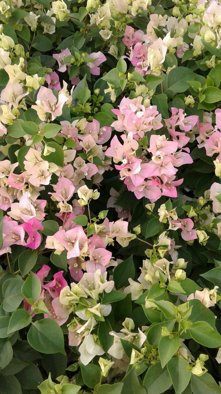 ดอกไม้จัดสวน