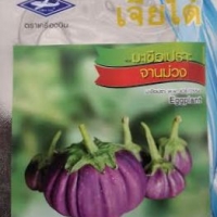 มะเขือเปราะจานม่วง Eggplant เจียใต๋