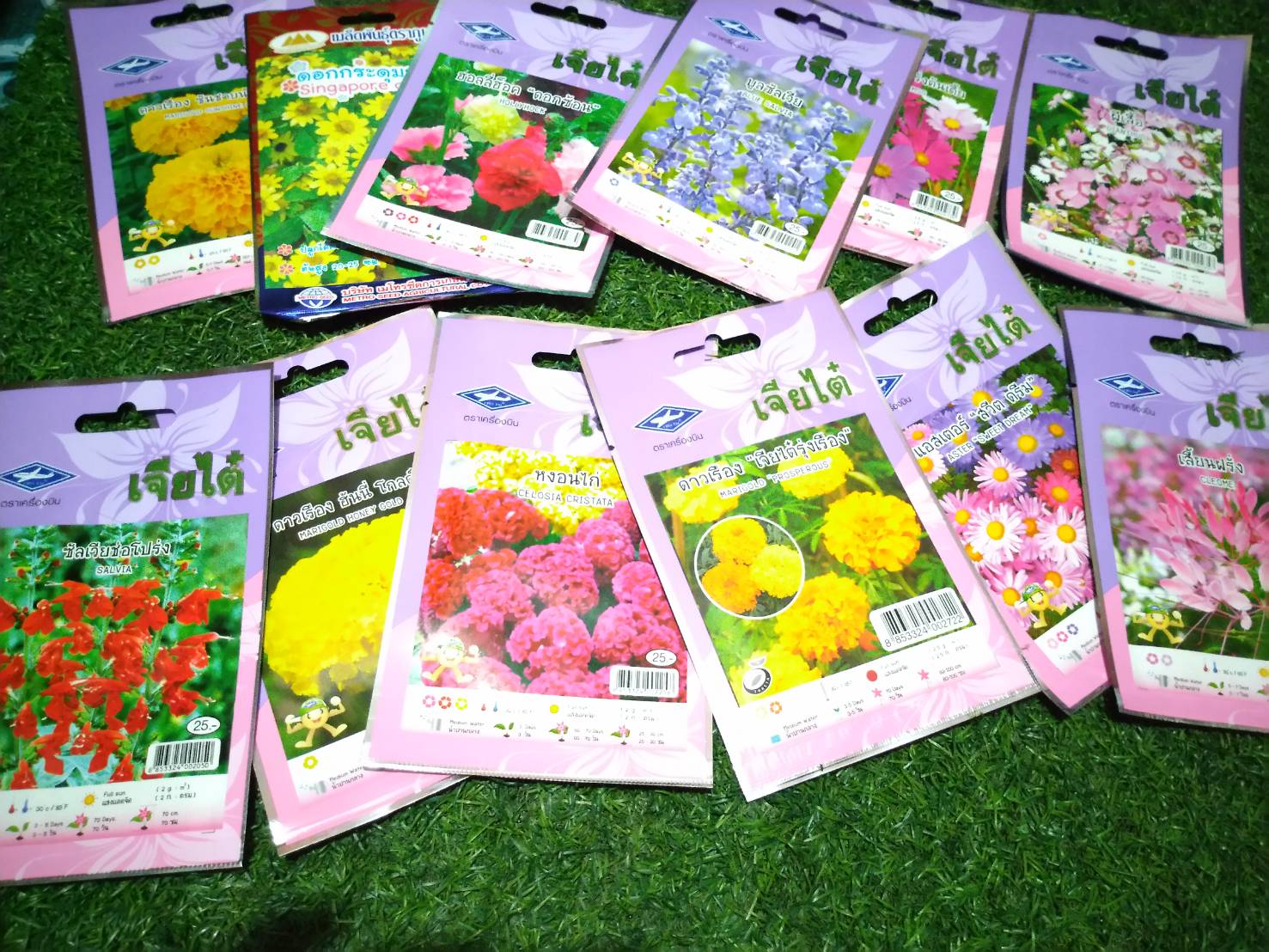 ดาวเรือง ฮั่นนี่ โกลด์ Marigold honey gold เจียไต๋