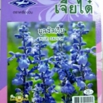 ดอกผักเสี้ยนฝรั่ง cleome เจียใต๋