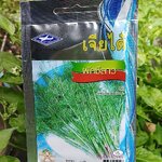 ผักชีลาว dill เจียใต๋