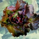 red butterhead (TATENNE) Enza Zaden 500 plls (เคลือบ)