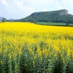 ปอเทือง(sunn hemp) 5 กก.