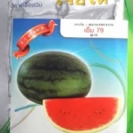 แตงโม เอ็ม 79 เจียใต๋