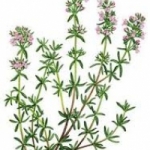 ไทม์ Thyme 10เมล็ด/ซอง