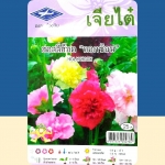 ดอกฮอลลี่ฮ็อค ดอกซ้อน Hollyhock เจียใต๋