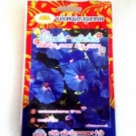 ดอกผักบุ้งฝรั่งบลูโอเชี่ยน Morning glory blue