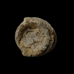 H431 ฟอสซิล ไม่ทราบชนิด