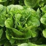 green babycos 500 pills(ไม่เคลือบ)