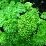 พลาสเลย์ parsley 2 กรัม