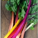 เรนโบว์ สวิสชาร์ต์ (rainbow swiss chard) 15