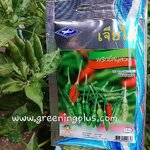 พริกขี้หนูสวน bird pepper เจียใต๋